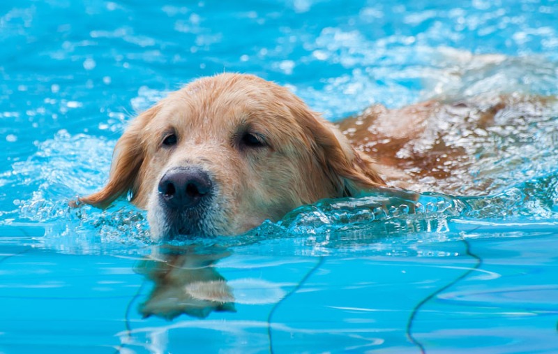 https://www.wahooparksandrec.com/vimages/shared/vnews/stories/5d3f288c51c7f/1_Dog%20Swim.jpg